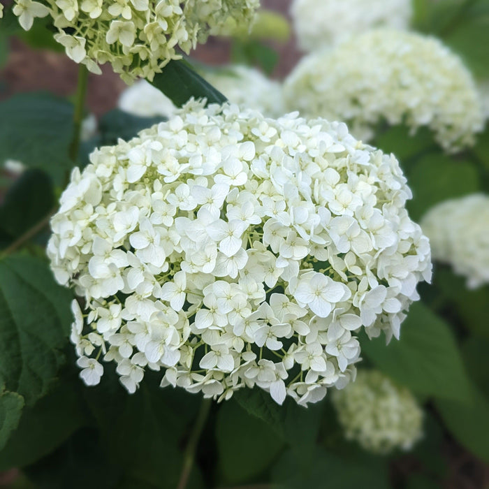 Hydrangea arborescens 'Annabelle'  - Mophead Hydrangea, Annabelle Hydrangea