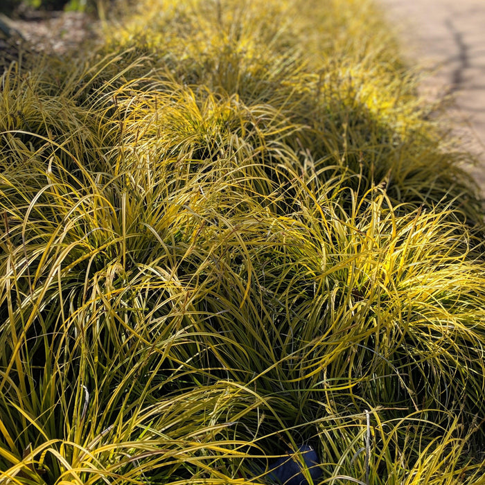 Carex oshimensis 'Everillo' PP#21,002  - EverColor® Everillo Sedge