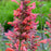 Hyssop, Kudos™ Coral Hummingbird Mint