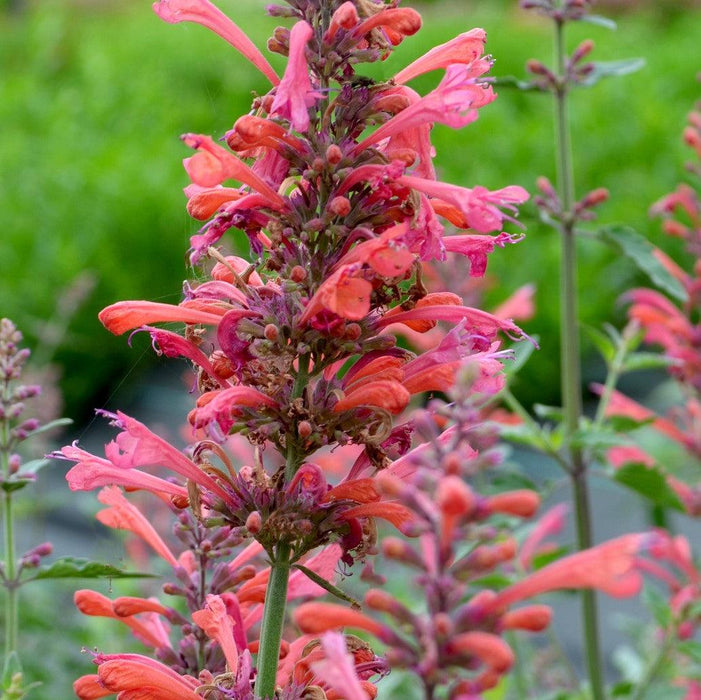 Hyssop, Kudos™ Coral Hummingbird Mint