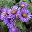 Aster, Kickin Purple Aster