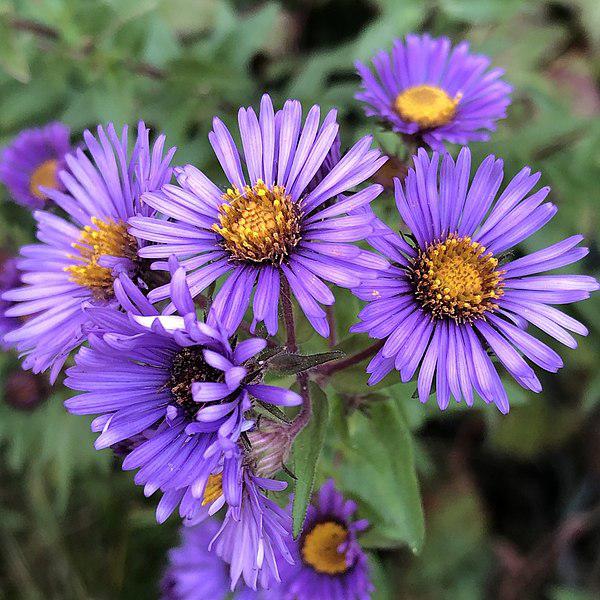 Aster, Kickin Purple Aster