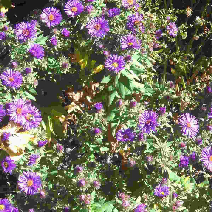 Aster, Grape Crush New England Aster