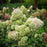 Hydrangea paniculata 'SMNHPSB'  - Tiny Quick Fire® Hydrangea