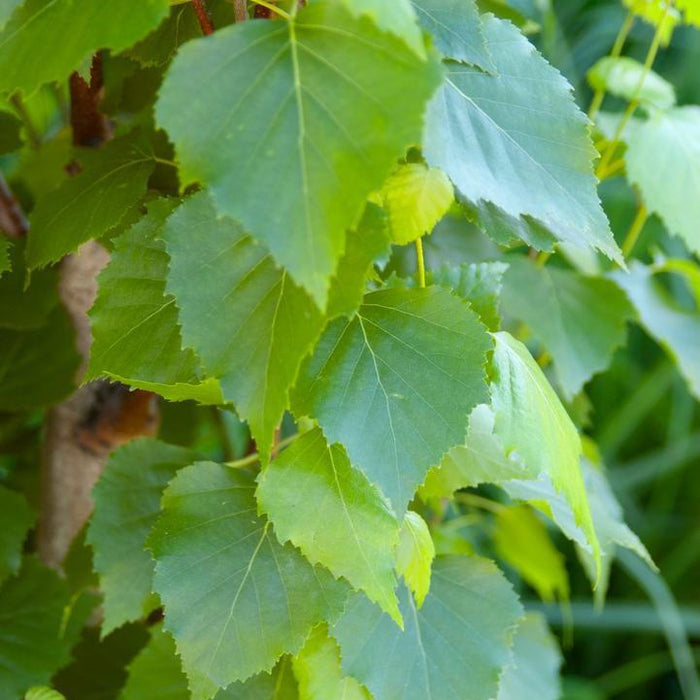 Birch, First Editions® Parkland Pillar® Birch