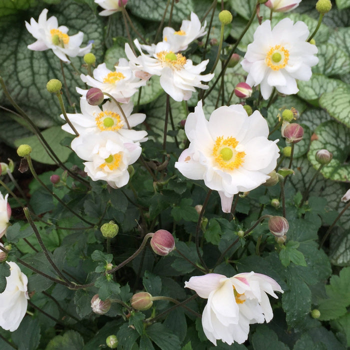 Anemone hupehensis 'Ifansa' PP31,802  - Fantasy™ Snow Angel Anemone