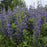 Baptisia, Decadence® Blueberry Sundae False Indigo
