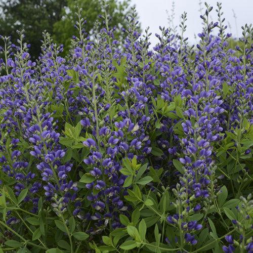Baptisia, Decadence® Blueberry Sundae False Indigo