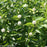 Cephalanthus occidentalis 'SMCOSS'  - Sugar Shack® Buttonbush