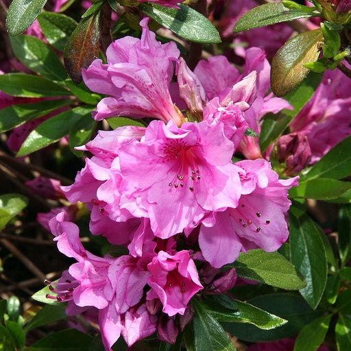 Azalea, Karen Azalea