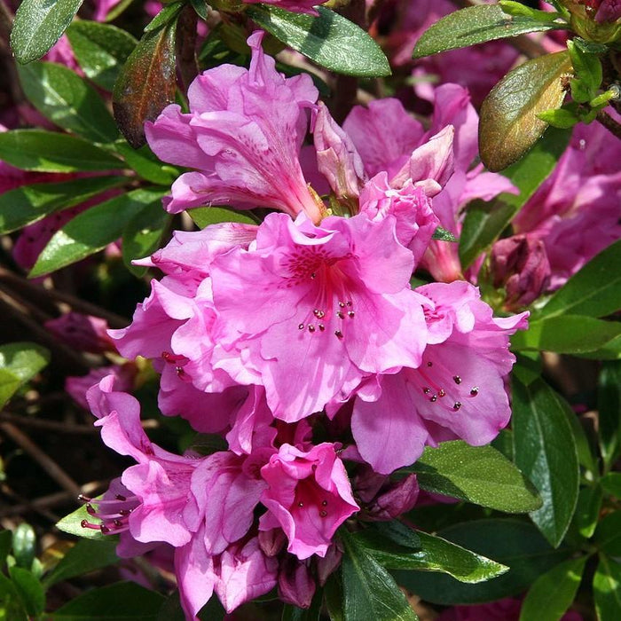 Azalea, Karen Azalea
