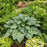Hosta 'Empress Wu' PP20774  - PW® Shadowland® Empress Wu Hosta