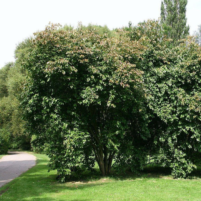 Viburnum lentago  - Nannyberry