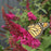 Buddleia 'Miss Molly'  - Miss Molly Butterfly Bush