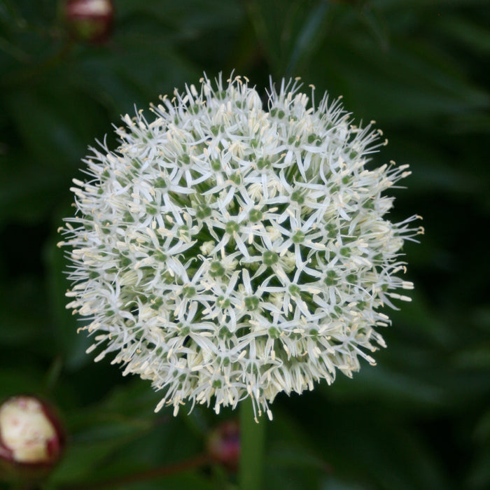 Allium, Mount Everest Ornamental Onion
