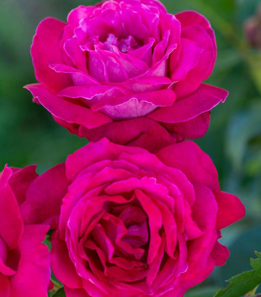 Rose, Sweet Spirit Rose