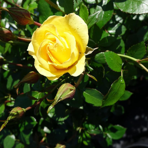 Rose, Gilded Sun Floribunda Rose