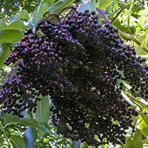 Elderberry, Ranch Elderberry