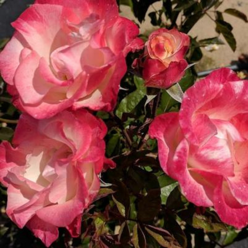Rose, Color Splash Floribunda Rose