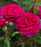 Rose, David Austin Gabriel Oak English Shrub Rose