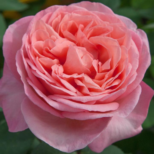 Rose, Sweet Mademoiselle Rose