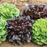 Organic Lettuce Plant, Smooth Mini Leaf Salanova Premier Collection - 4 pack
