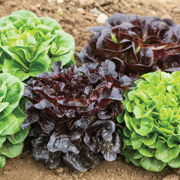 Organic Lettuce Plant, Smooth Mini Leaf Salanova Premier Collection - 4 pack
