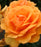 Rose, South Africa® Sunbelt® Grandiflora Rose