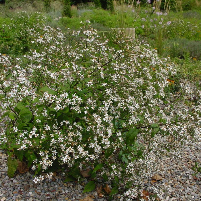 Aster, White Woodland Eastern Star Aster
