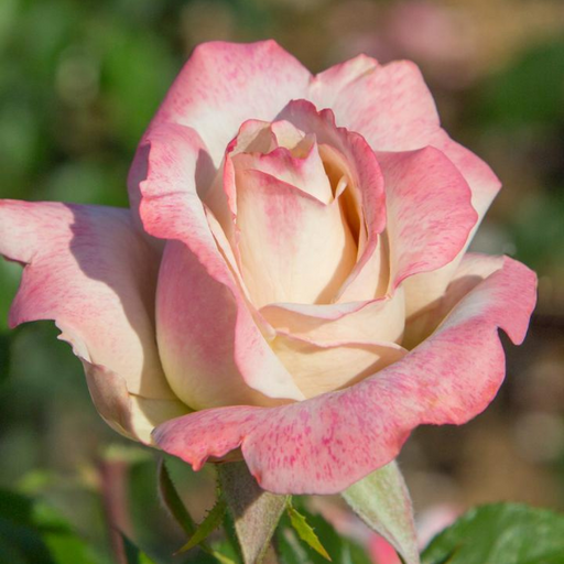 Rose, Pinkerbelle Rose