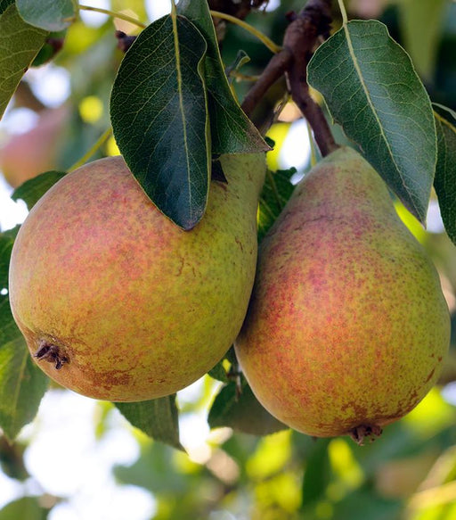 Pear, Flemish Beauty Pear (Pyrus Flemish Beauty) - European Pear, 7 gal