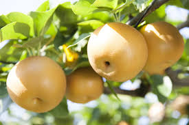 Pear, Shinseiki (Pyrus pyrifolia 'Shinseiki') - Asian Pear, 10 gal.
