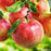 Apple, Ambrosia (Malus X Ambrosia), 7 gal