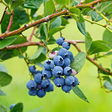 Blueberry, Blueray Highbush (Vaccinium corymbosum Blue Ray), 3 gal
