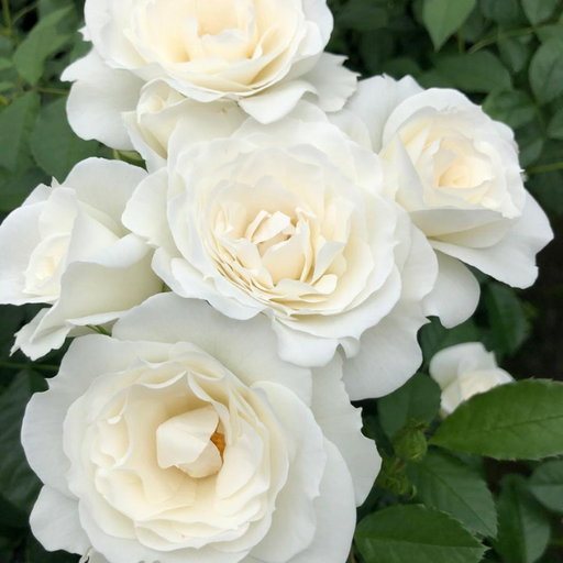 Rose, Veranda White Floribunda Rose