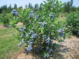 Blueberry, Northland Highbush (Vaccinium corymbosum Northland), 3 gal