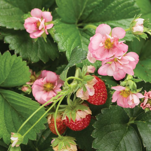 Strawberry, Pink Berried Treasure
