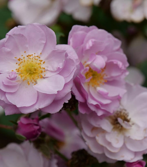 Rose, Rise Up Lilac Days® Mini Climber Rose