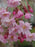 Flowering Cherry Tree, Pink Snow Showers Weeping Cherry