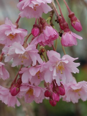 Flowering Cherry Tree, Pink Snow Showers Weeping Cherry
