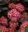 Hydrangea, Eclipse Macrophylla Hydrangea