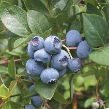 Blueberry, Reka Highbush (Vaccinium Reiki), 5 gal