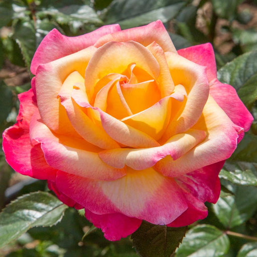 Rose, Enchanted Peace™ Hybrid Tea Rose