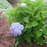 Hydrangea, Endless Summer The Original Macrophylla Hydrangea