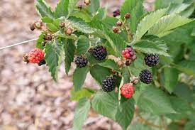 Blackberry, Taste of Heaven™ Blackberry (Rubus x Taste of Heaven™ ('Ponca')), 2 gal