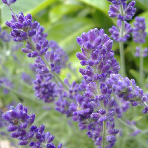 Lavender, Phenomenal® Lavender