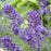 Lavender, Phenomenal® Lavender