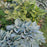 Hosta 'Halcyon'  - Halcyon Hosta