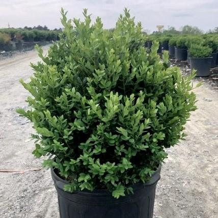Boxwood, Green Mountain Boxwood