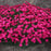 Dianthus, Paint the Town Red Dianthus